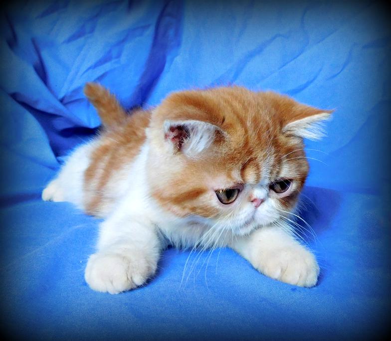 Eagle Ridge Exotic Shorthairs